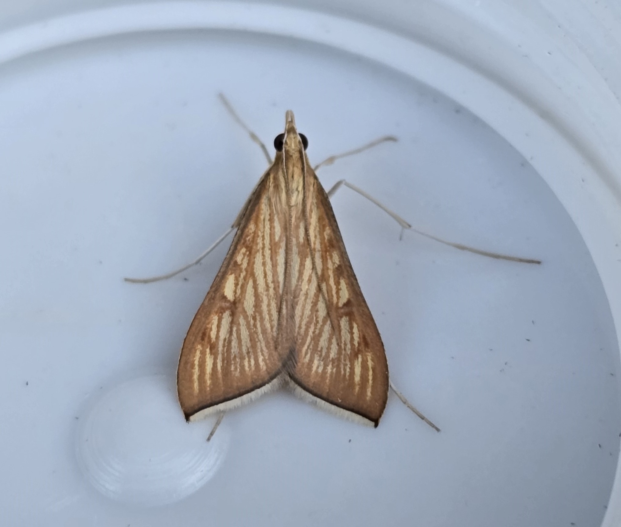 Photo of Spanish Dot (Antigastra catalaunalis)